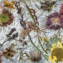 Exposition "Imaginaire végétal"