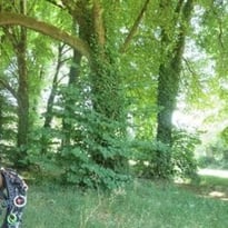 Grimpe dans les arbres avec Ianis d'Arbor Addict