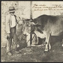 Visites libres et commentées, Exposition : L'histoire est dans le pré. Mutations de l'agriculture dans les Deux-Sèvres au XXe siècle