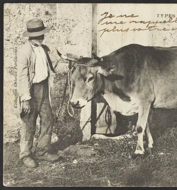 Visites libres et commentées, Exposition : L'histoire est dans le pré. Mutations de l'agriculture dans les Deux-Sèvres au XXe siècle